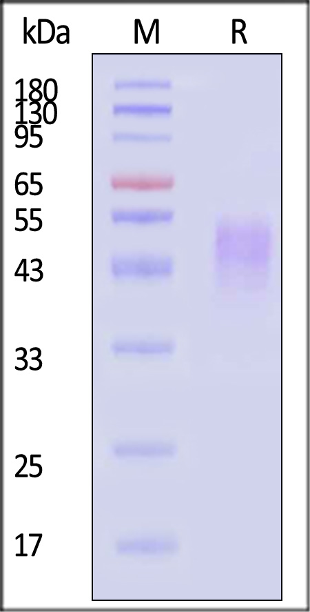 MM8-H52H7-sds