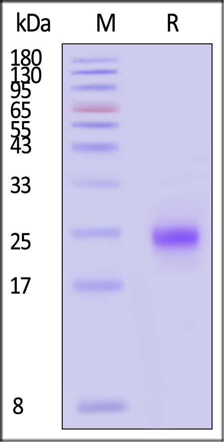 MOG-H82E5-sds