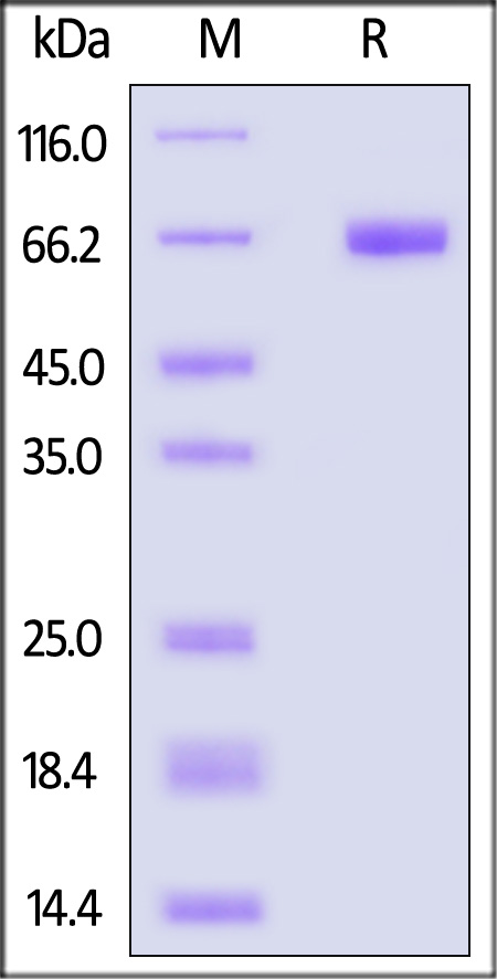 Mesothelin SDS-PAGE