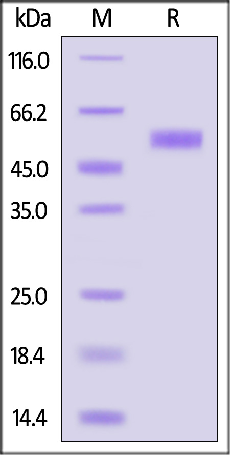 Mesothelin SDS-PAGE