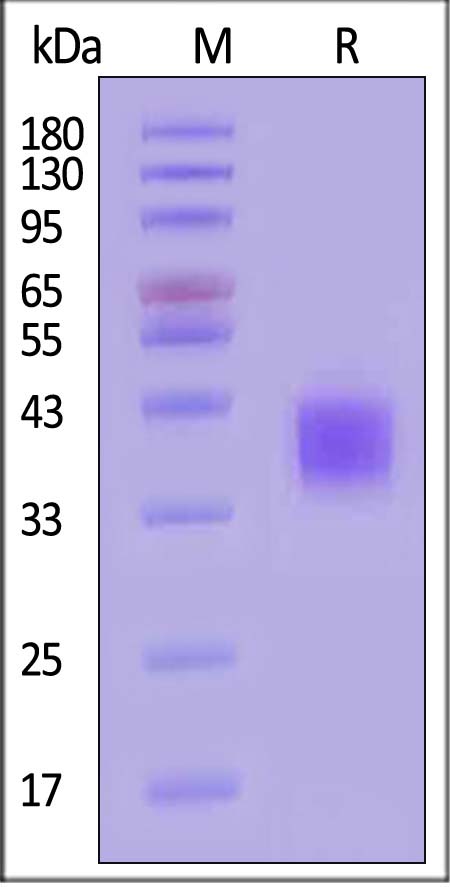 MSN-H8223-sds