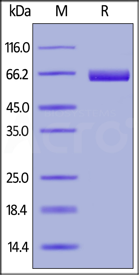 Mesothelin SDS-PAGE