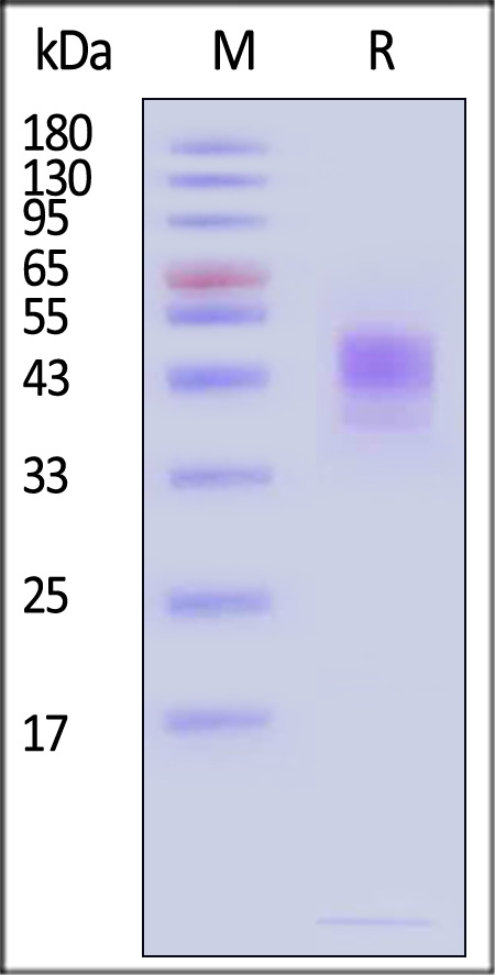 MSN-H82E7-sds