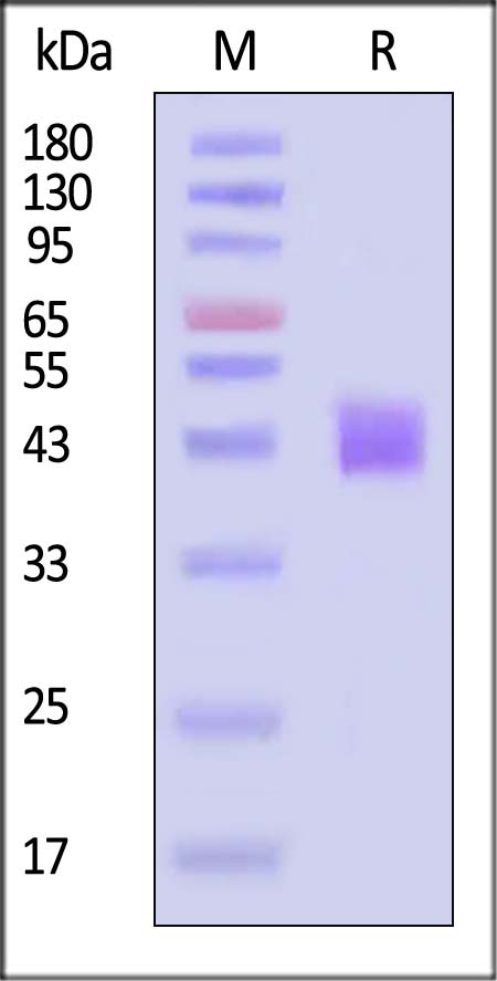 MSN-H82E9-sds