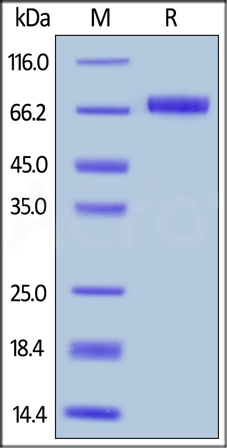 Mesothelin SDS-PAGE