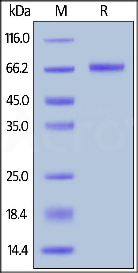 Mesothelin SDS-PAGE