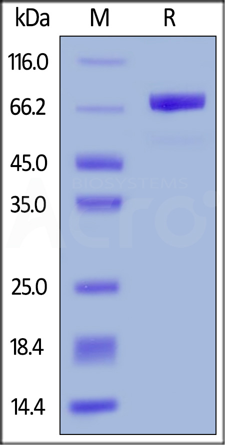 Mesothelin SDS-PAGE