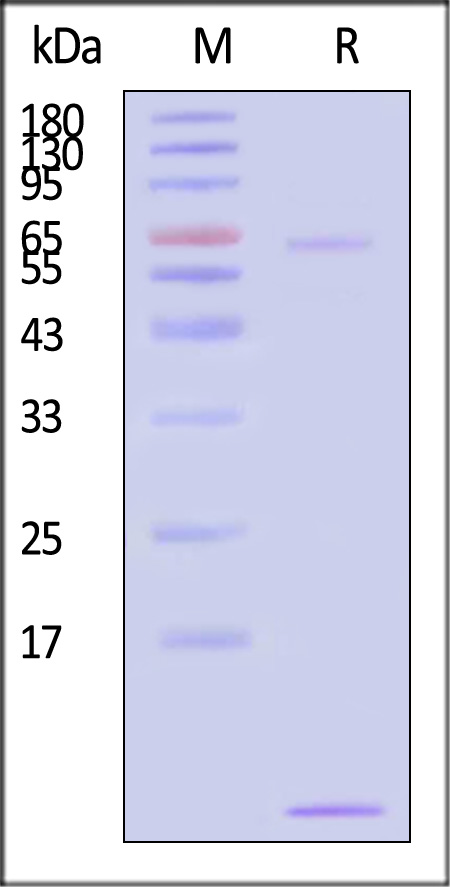 MU1-M52H4-sds