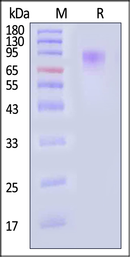 Mucin-13 SDS-PAGE