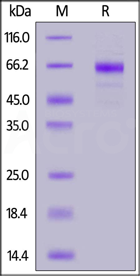 NKp46 SDS-PAGE