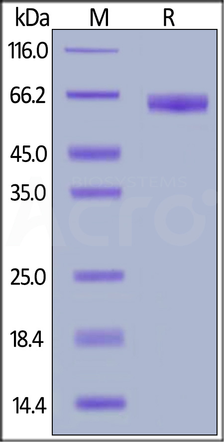 NKp46 SDS-PAGE