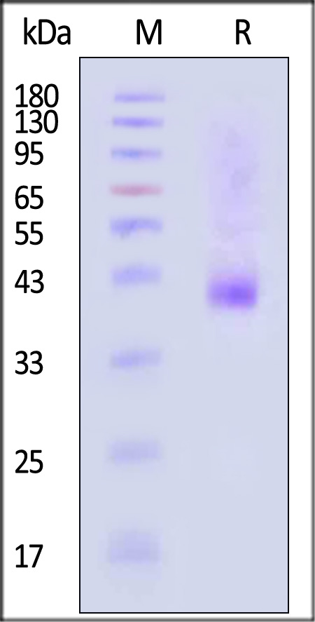 NKp46 SDS-PAGE