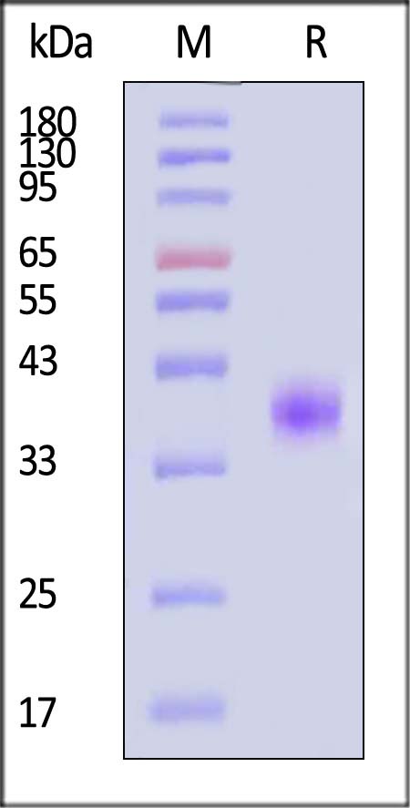 NC1-H52H4-sds