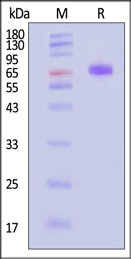 NC1-M5259-sds