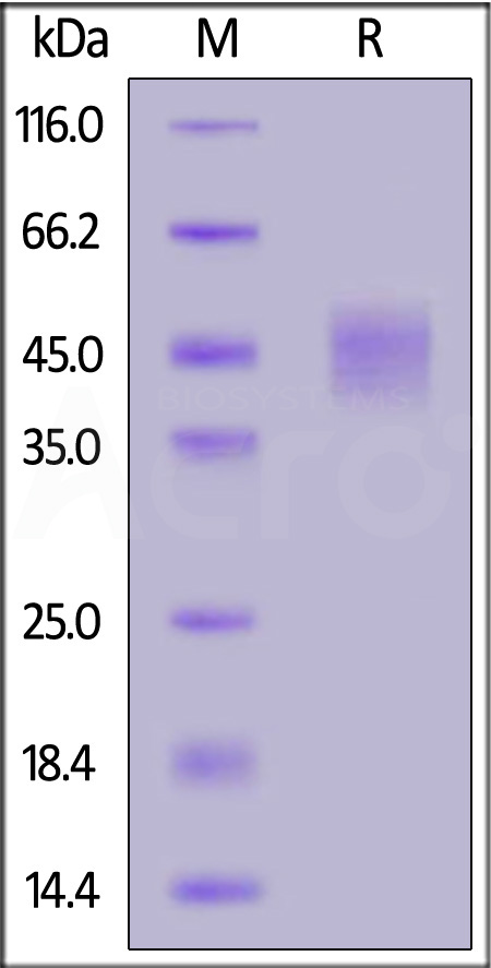 NKp46 SDS-PAGE