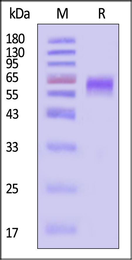 NC2-H5258-sds