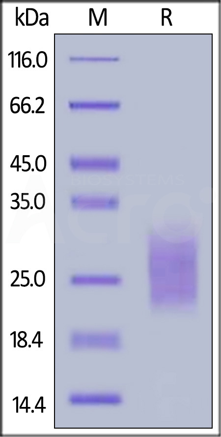 NC3-H5228-sds