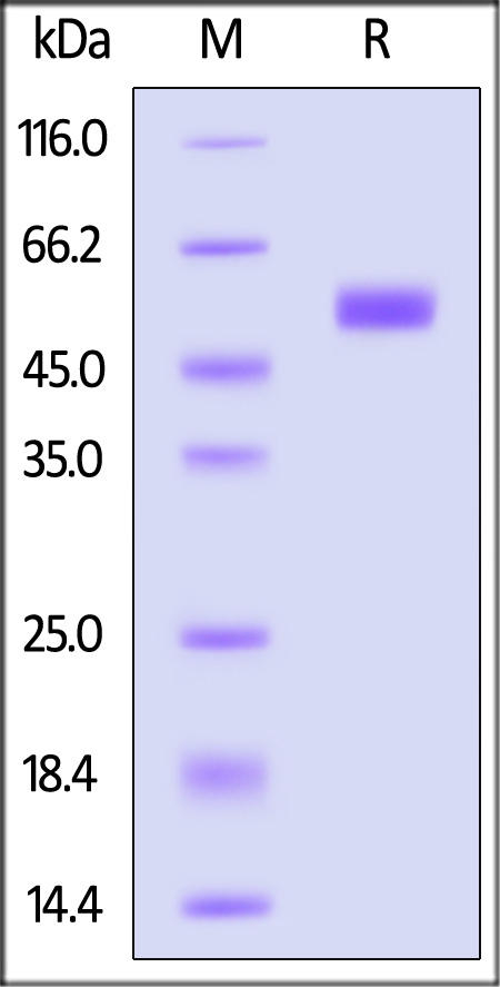 NKp30 SDS-PAGE