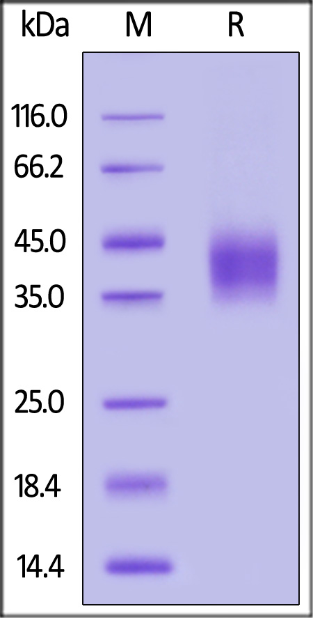 NC4-C52H6-sds