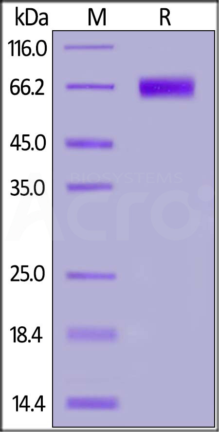 NKG2A & CD94 SDS-PAGE