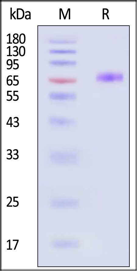 NKG2A & CD94 SDS-PAGE