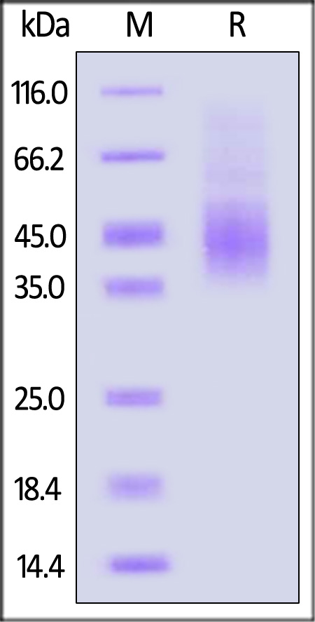 NKG2A & CD94 SDS-PAGE