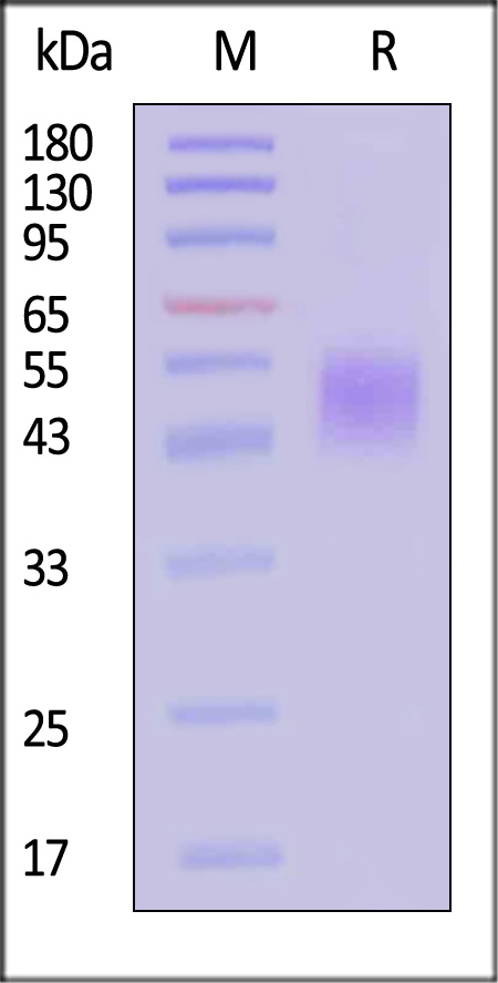 NKG2A & CD94 SDS-PAGE