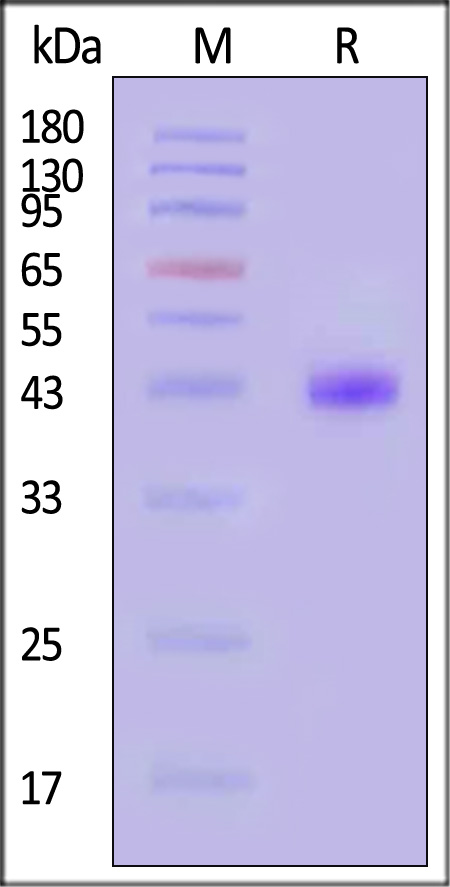 Nectin-4 SDS-PAGE