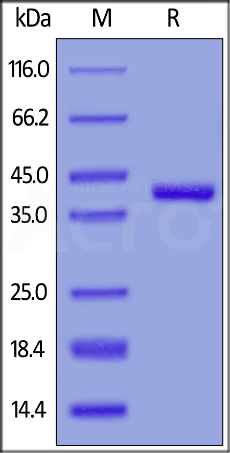 Nectin-4 SDS-PAGE