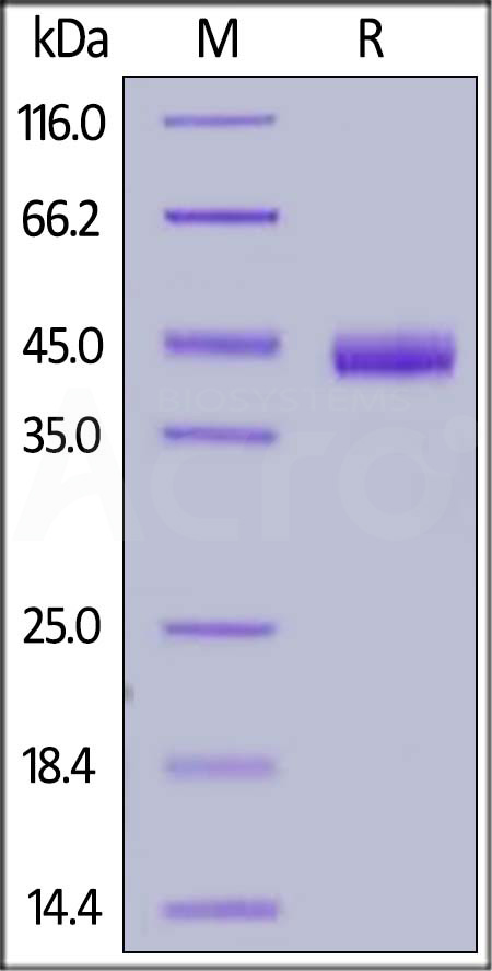 Nectin-4 SDS-PAGE