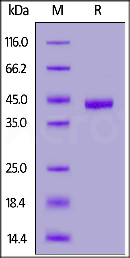 NE4-M52Ha-sds