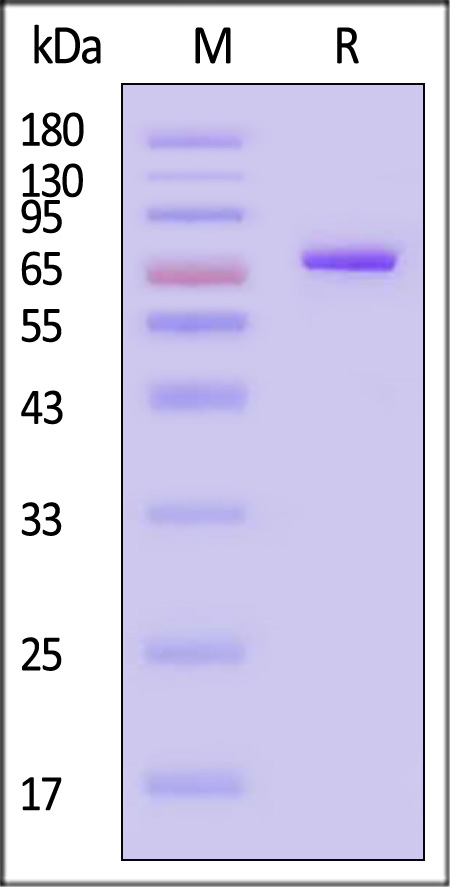 Nectin-4 SDS-PAGE