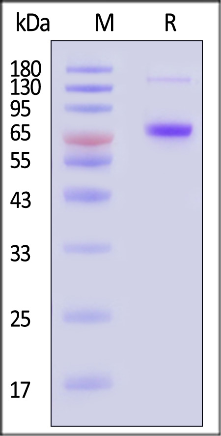 NEE-V5245-sds