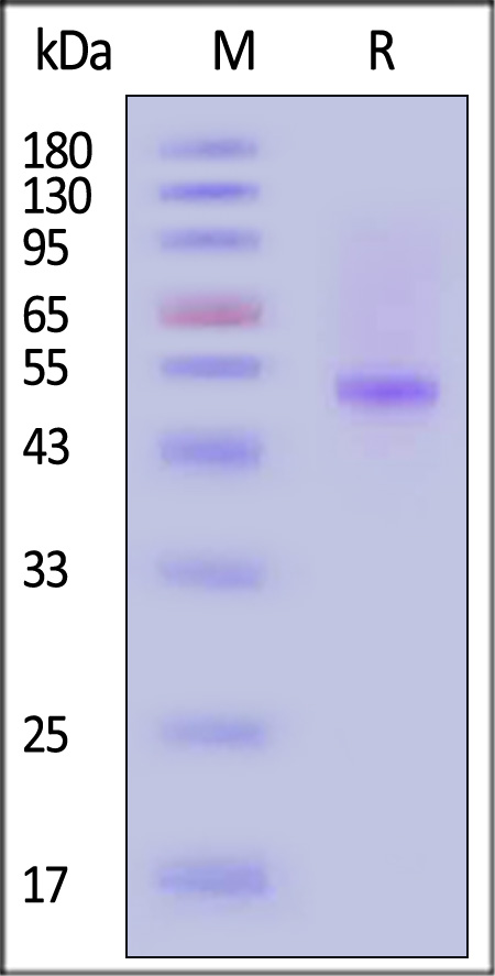 Neuraminidase (NA) SDS-PAGE