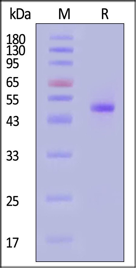 Neuraminidase (NA) SDS-PAGE