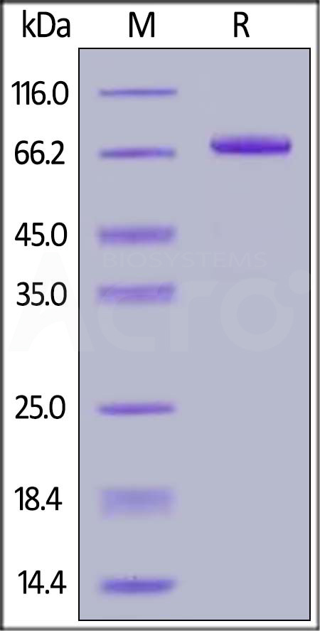 NK2-H5258-sds