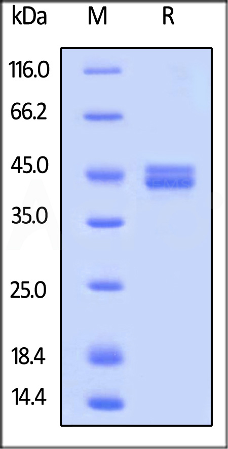 NK2-H52H7-sds