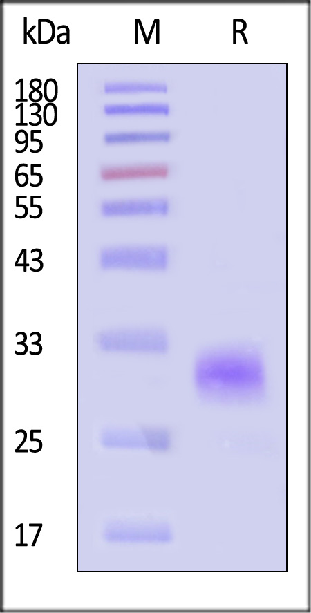 Noggin SDS-PAGE