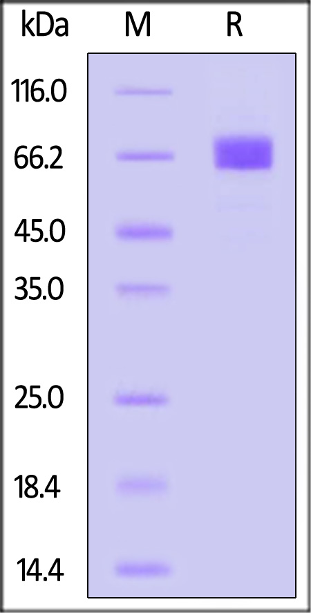 NP1-H82E9-sds