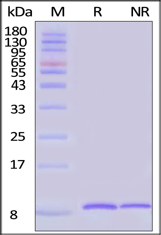 NR1-H5246-sds