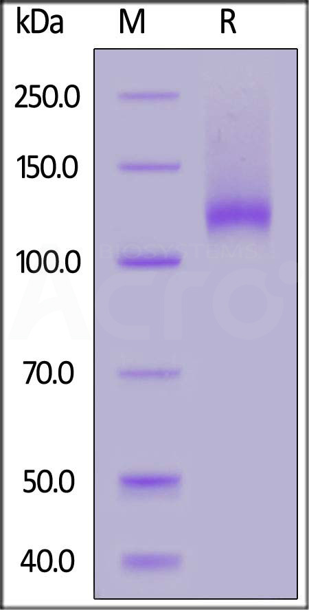 Neuropilin-1 SDS-PAGE