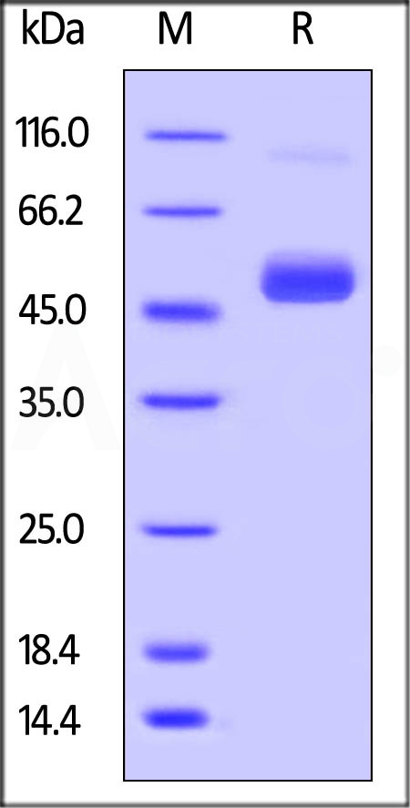 NS1 SDS-PAGE