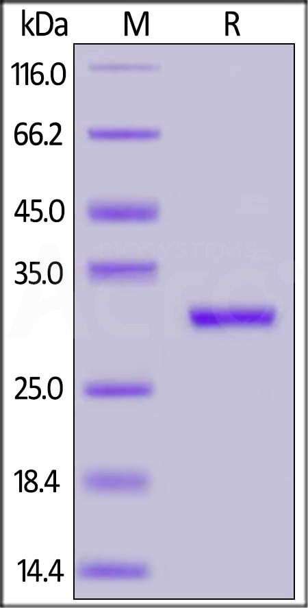 NSP7 & NSP8 SDS-PAGE