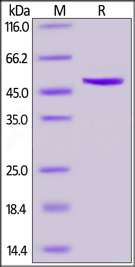 Nucleocapsid protein SDS-PAGE