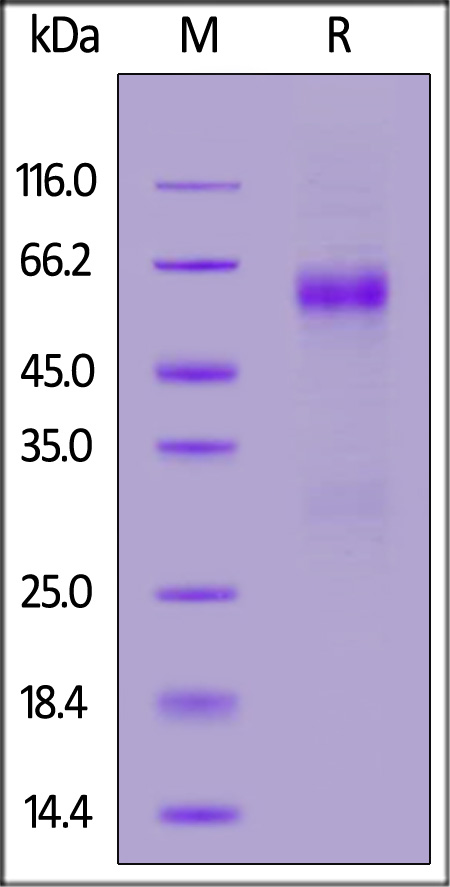 NUN-C5221-sds