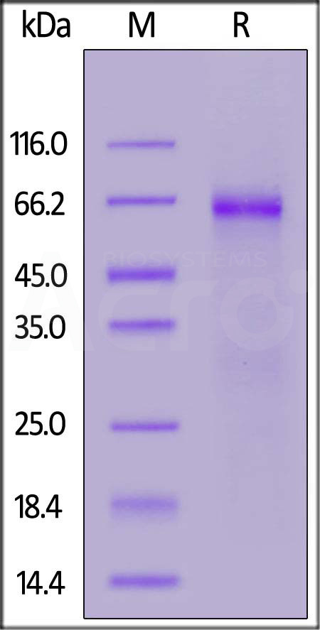 NUN-C52Hc-sds