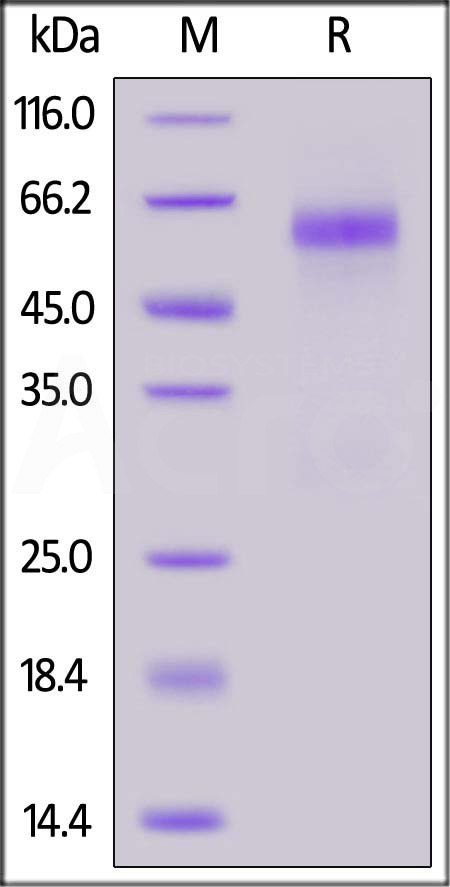 NUN-C52Hn-sds