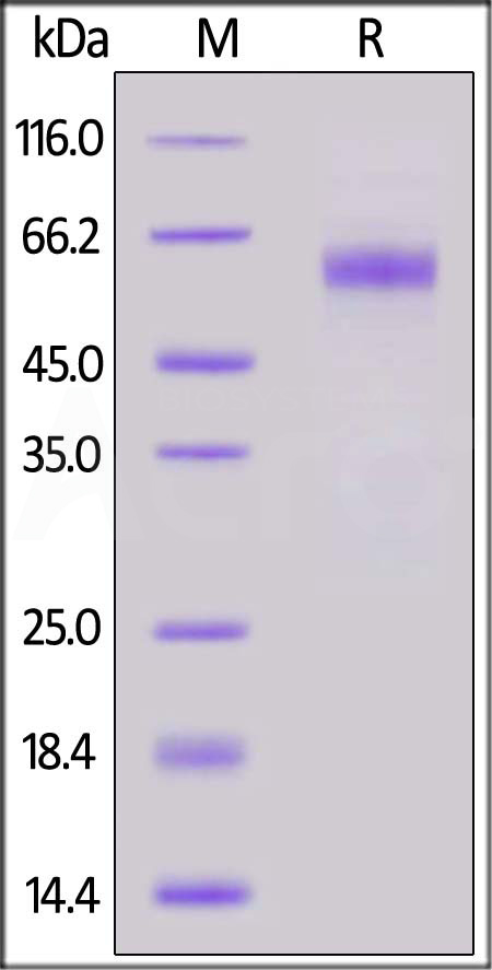 NUN-C52Hs-sds