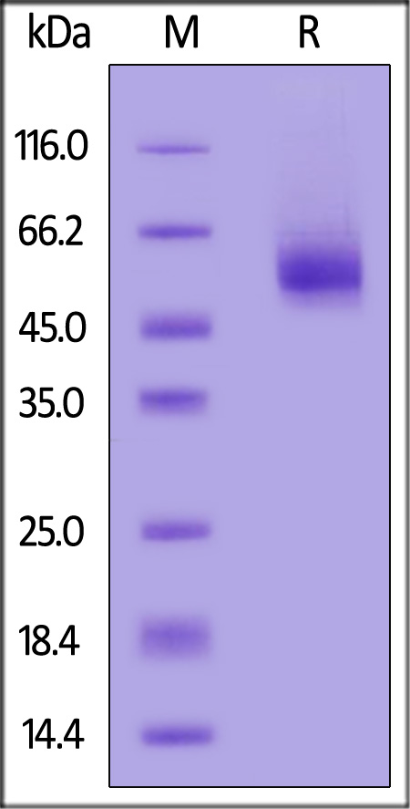 Nucleocapsid protein SDS-PAGE