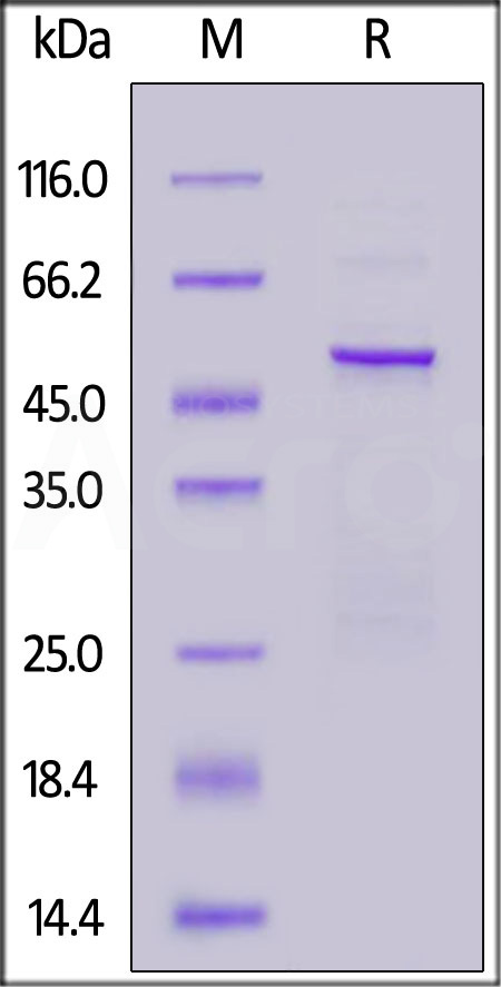 Nucleocapsid protein SDS-PAGE